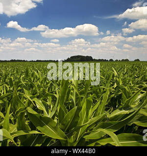 Cornfield, agricultural landscape, Nettetal, Lower Rhine, North Rhine-Westphalia, Germany, Europe Stock Photo