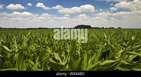 Cornfield, agricultural landscape, Nettetal, Lower Rhine, North Rhine-Westphalia, Germany, Europe Stock Photo