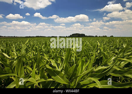 Cornfield, agricultural landscape, Nettetal, Lower Rhine, North Rhine-Westphalia, Germany, Europe Stock Photo