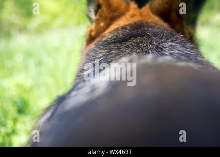German Shepherd dog on forest. Stock Photo