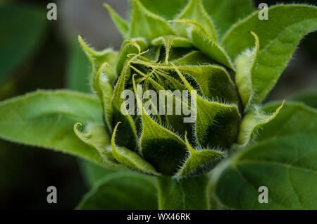 Helianthus, macro of a sunflower with fine details Stock Photo