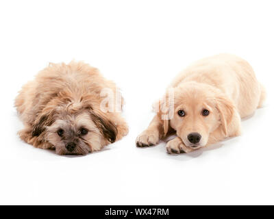 A Golden Retriever puppy relaxing on floor Puppy looking at the camera and Shizu Poodle mix looking sad Stock Photo