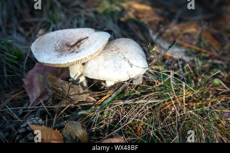 Russula mushroom in the autumn forest among the leaves. Stock Photo