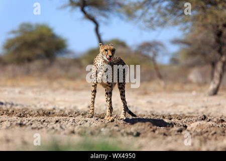 A cheetah at a waterhole Stock Photo
