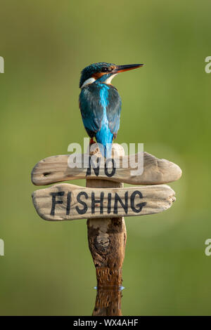 Kingfisher (Alcedo atthis) perched on a no fishing sign Stock Photo