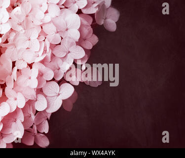 One pink Hydrangea flower head background Stock Photo