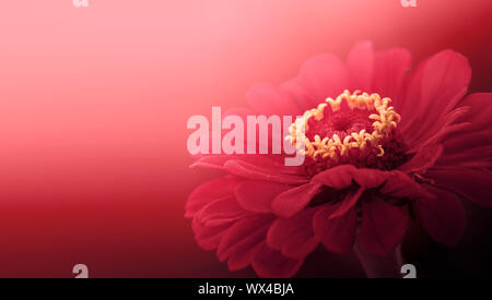 Pink Zinnia background copy-space wallpaper negative space