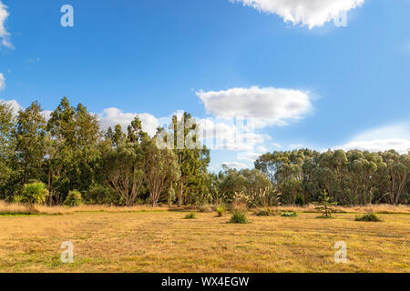 Trees from the Southern Hamisphere in Gondwanaland, Marks Hall, Gardens and Arboretum, Coggeshall, Essex, England, United Kingdom. Stock Photo