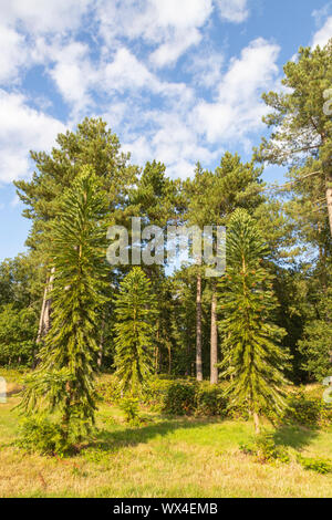 Wollemia or Wollemi pines in Gondwanaland at Marks Hall, Gardens and Arboretum, Coggeshall, Essex, England, United Kingdom. Stock Photo