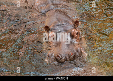 Hippo in water. Common hippopotamus (Hippopotamus amphibius) Stock Photo