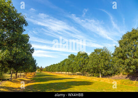 Avenue with Lime trees at the RHS HYDE HALL, Chelmsford, Essex, England, United Kingdom. Stock Photo