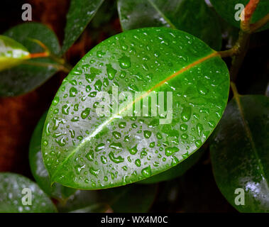 Rubber Plant Leaf With Raindrops (Ficus Elastica) Stock Photo