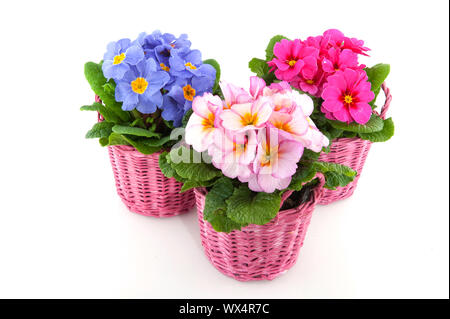 Primulas with different colors in pink baskets Stock Photo