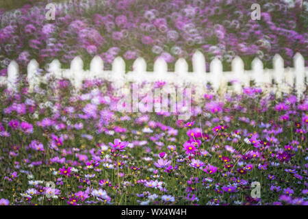 flower Stock Photo