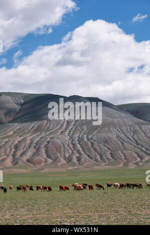 Mongolian sheep and goats are grazing in the pasture in western part of ...