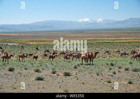 Bactrian camels in mongolian stone desert in Mongolia. Stock Photo
