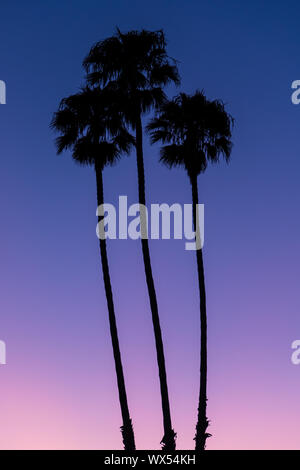 Three tall palm trees in black silhouette against a beautiful sky at sunset with colorul hues of pink, peach, purple, and blue Stock Photo
