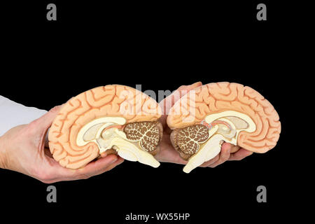 Hands holding model human brains on black background Stock Photo