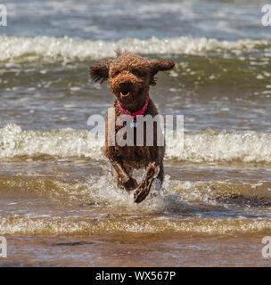 A labradoodle running out of the sea Stock Photo