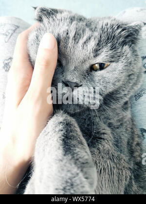 A sleepy blue russian, scottish fold cat Stock Photo