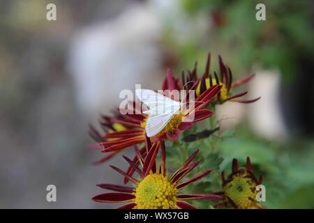 Small white cabbage butterfly on a red chrysanthemum Stock Photo