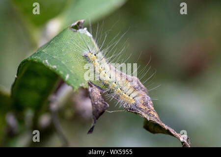 White-marked tussock moth caterpillar on milkweed Stock Photo