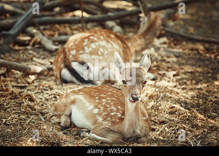 Portrait of a Young Deer Stock Photo