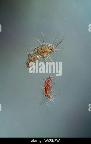 House dust mites under the microscope 100x Stock Photo