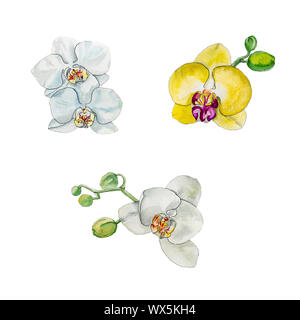 Watercolor orchid flowers set. Stock Photo