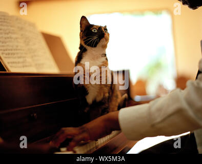Domestic cat sitting on piano keys and looking up at a musician playing the piano. Stock Photo