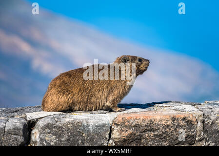 Rock Hyrax or Procavia capensis at Table Mountain National Park, South Africa. Stock Photo