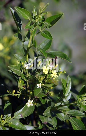 fragrant Jasmine Jasminum fruticans, endemic to the Canary Islands and Madeira, El Paso, La Palma Stock Photo