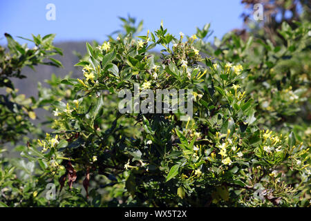 fragrant Jasmine Jasminum fruticans, endemic to the Canary Islands and Madeira, El Paso, La Palma Stock Photo