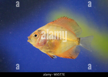 portrait of a discus fish baby Stock Photo