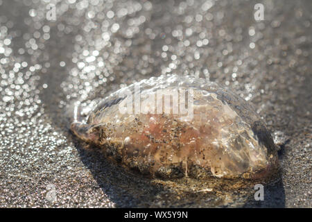 this is a detail of a washed up jellyfish Stock Photo