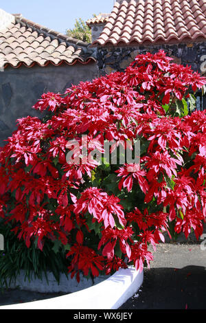 large, flowering poinsettia (Euphorbia pulcherrima), also Advent stars, Christstars Stock Photo