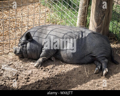 Vietnamese pig resting on the ground of a farm Stock Photo
