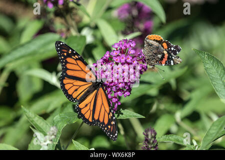 Closeup of Monarch Butterfly ( Danaus plexippus) and Red Admiral ( Vanessa atalanta) pollinating purple Butterfly Bush in Ontario,Canada