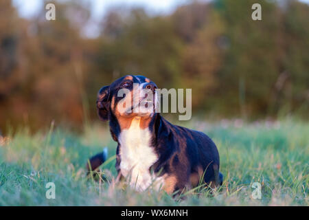Portrait of appenzeller mountain dog, lying on the summer field, natural light Stock Photo