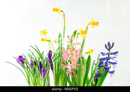 Potted spring flowers - Stock Photo