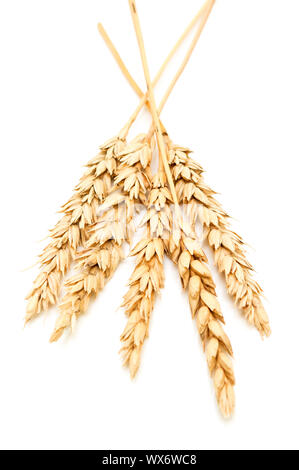 Wheat ears Stock Photo