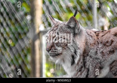 Carpathian Lynx in zoo looking into the distance Stock Photo