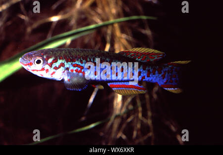 Blue lyretail or Steel-blue killifish, Fundulopanchax (Aphyosemion) gardneri Stock Photo