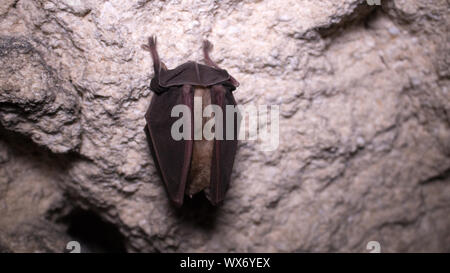 Bats sleep in dungeon. Horseshoe-nosed bat Stock Photo