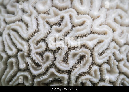 Coral close-up looking like the inside of human brain Stock Photo