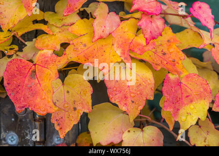 Colorful autumn leaves  on the wooden wall Stock Photo