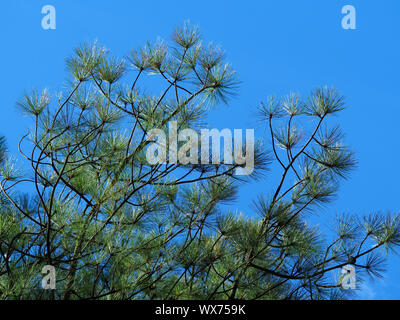 Sunlight catching pine needles on the ends of branches of a young pine tree Stock Photo