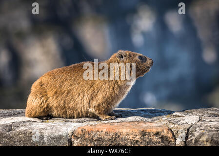 Rock Hyrax or Procavia capensis at Table Mountain National Park, South Africa. Stock Photo