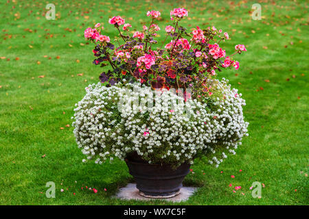 white and red flowers in pot in the park Stock Photo