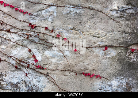ivy on stone wall Stock Photo